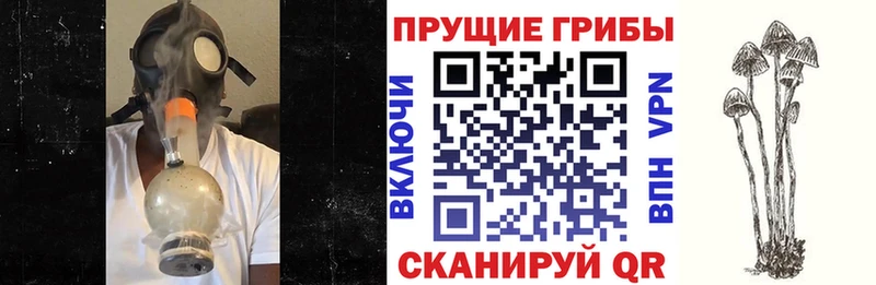 Галлюциногенные грибы Psilocybine cubensis  Тбилисская 